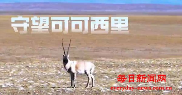 守望可可西里