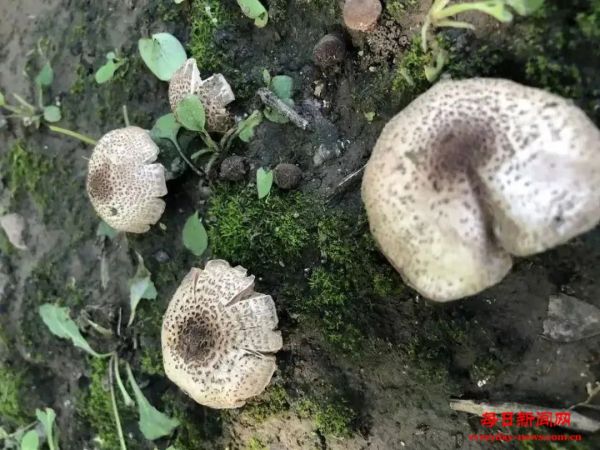 雨后大量出现！别摘、别买、别吃，可致多器