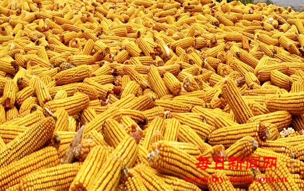 十 月 的 礼 赞